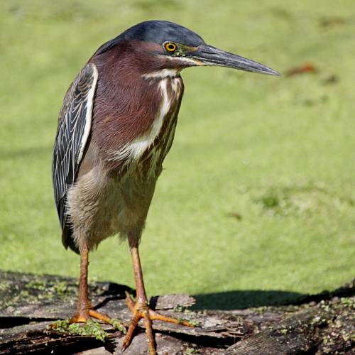 Green Heron