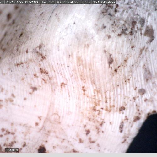 Magnification of crucible base showing the shell layers