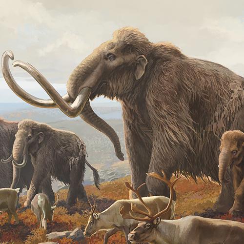 Columbian Mammoth