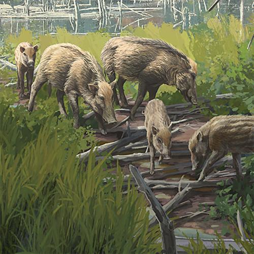 Flat-headed Peccary