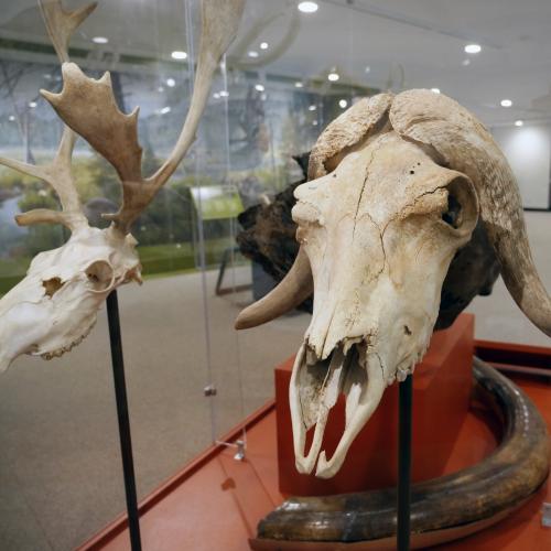 NYSM Ice Ages Gallery View