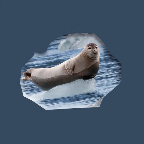 Ringed Seal