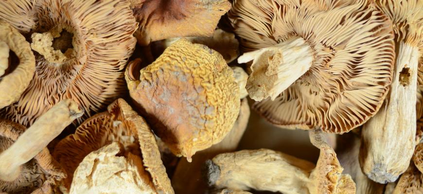 Russula crustosa