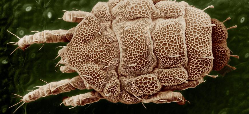 Yellow mite (Tydeidae)